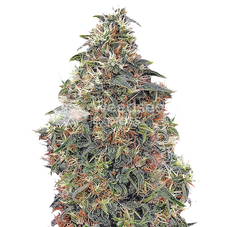 Plante Panama Red