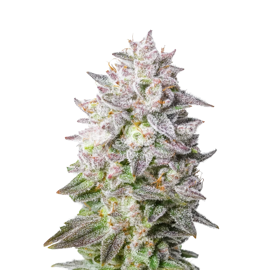 lowryderAutoflower Plant