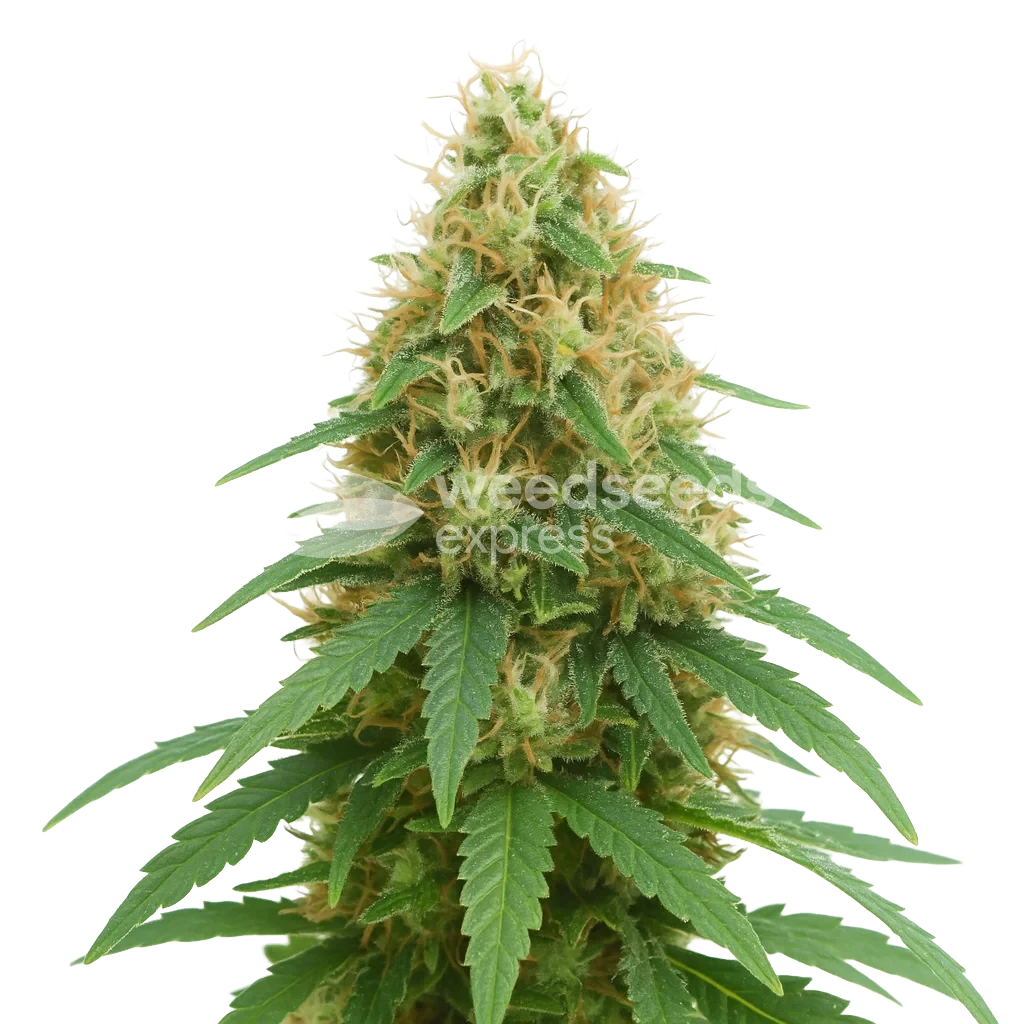 Pineapple Express Autoflower Seeds - WSE USA