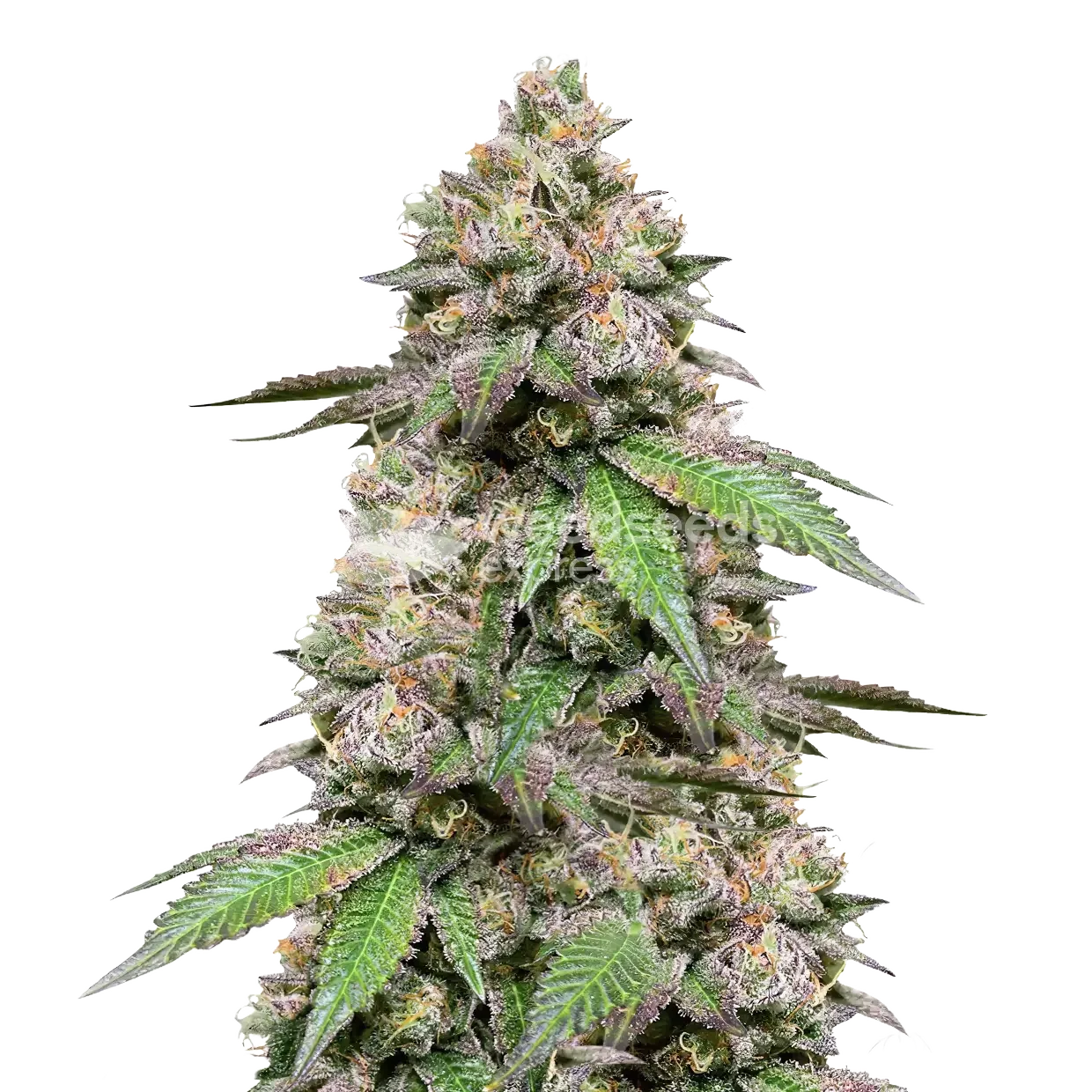 Plushberry Autoflower Plant