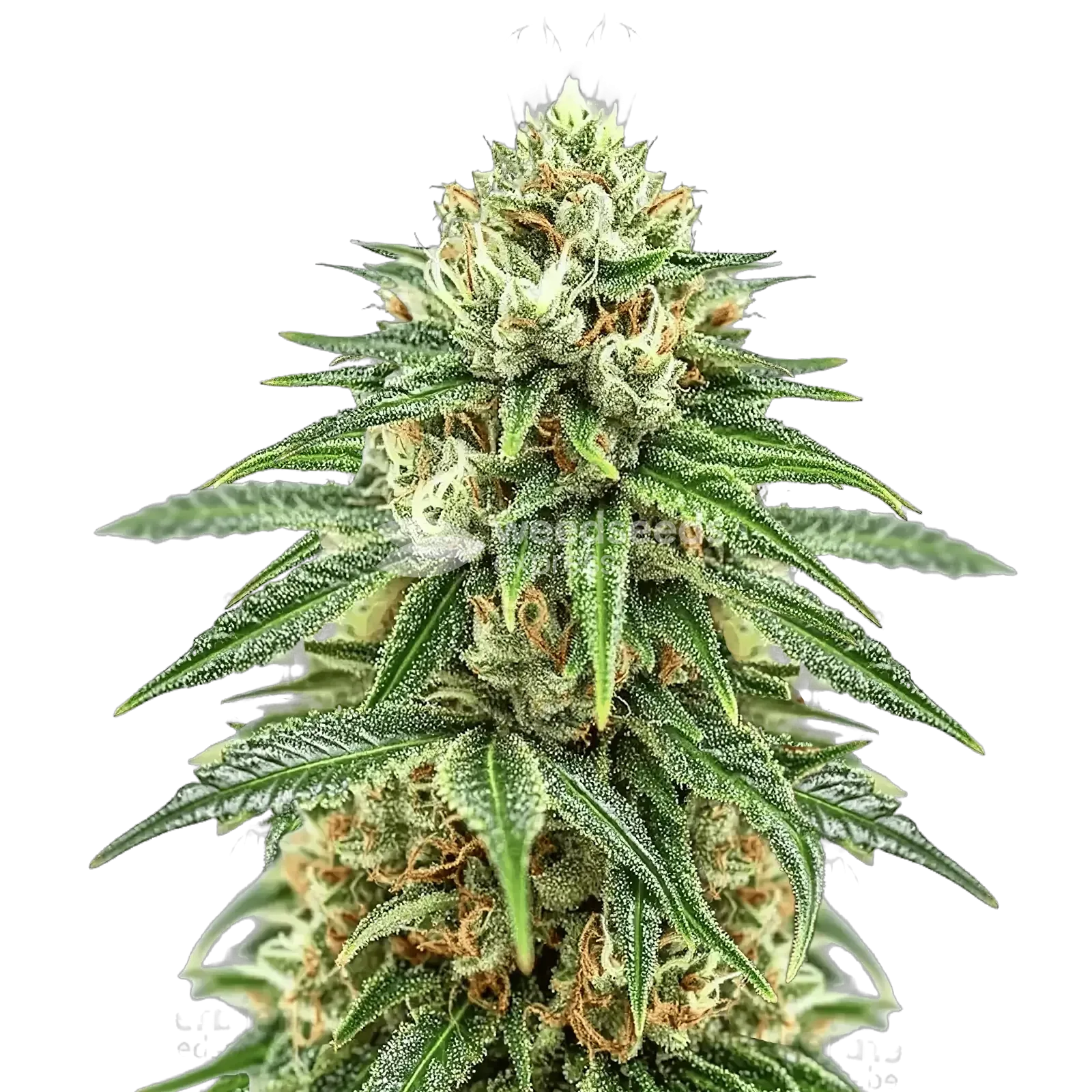 Puff Pastry Cannabis Plant