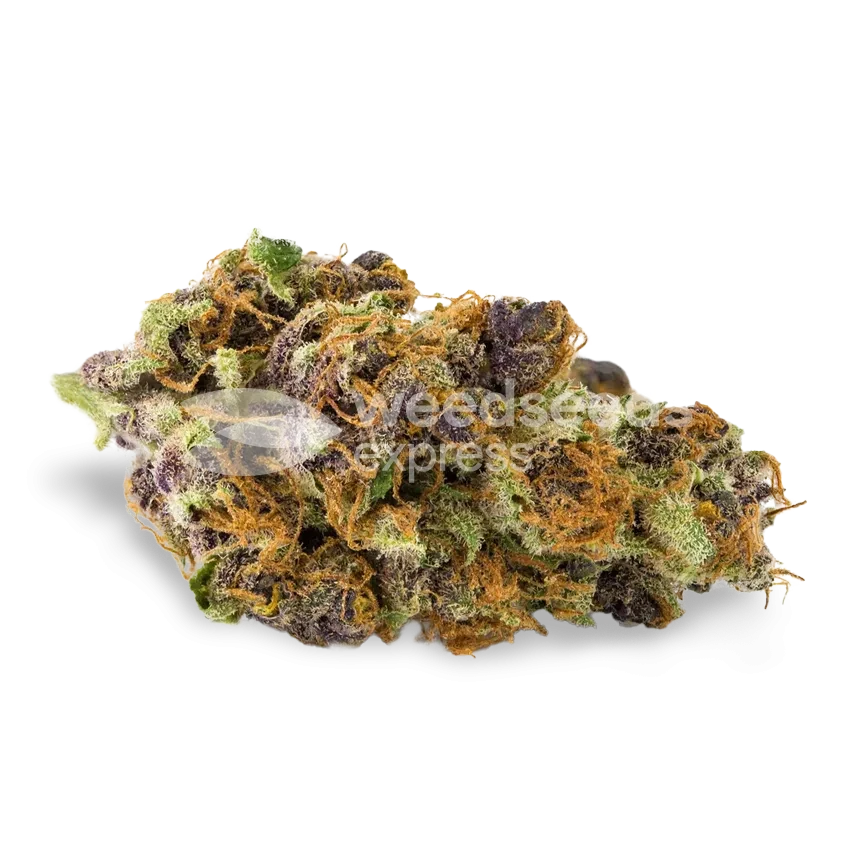 Tête de cannabis Purple Kush