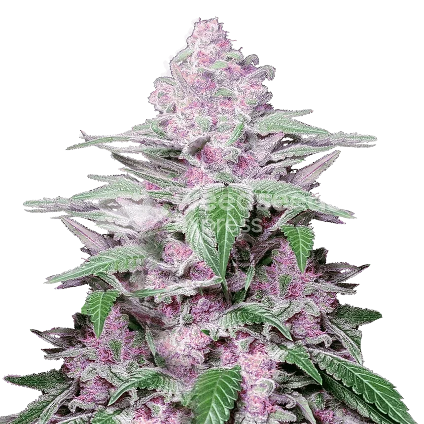 Purple Lemonade Feminized Cannabis Seeds - WSE USA