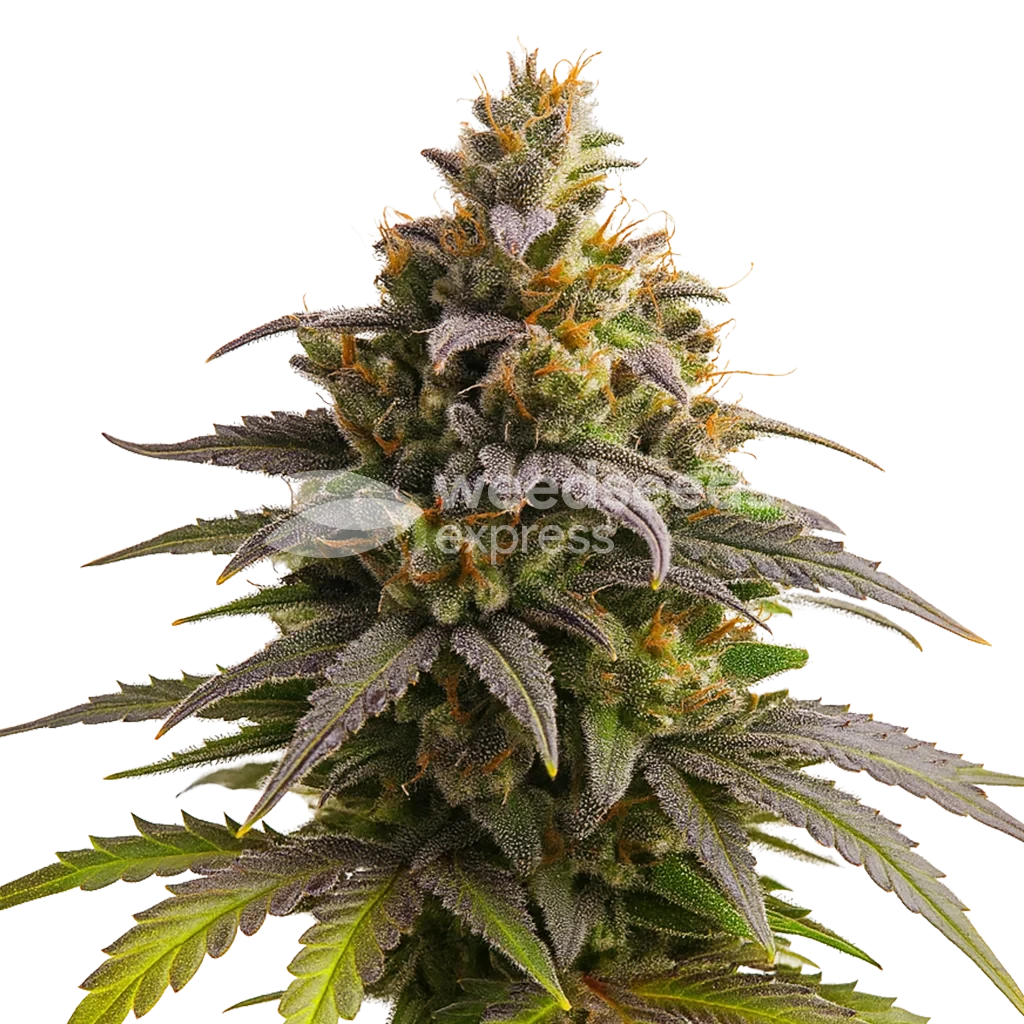 Purple Punch Autoflower Pflanze