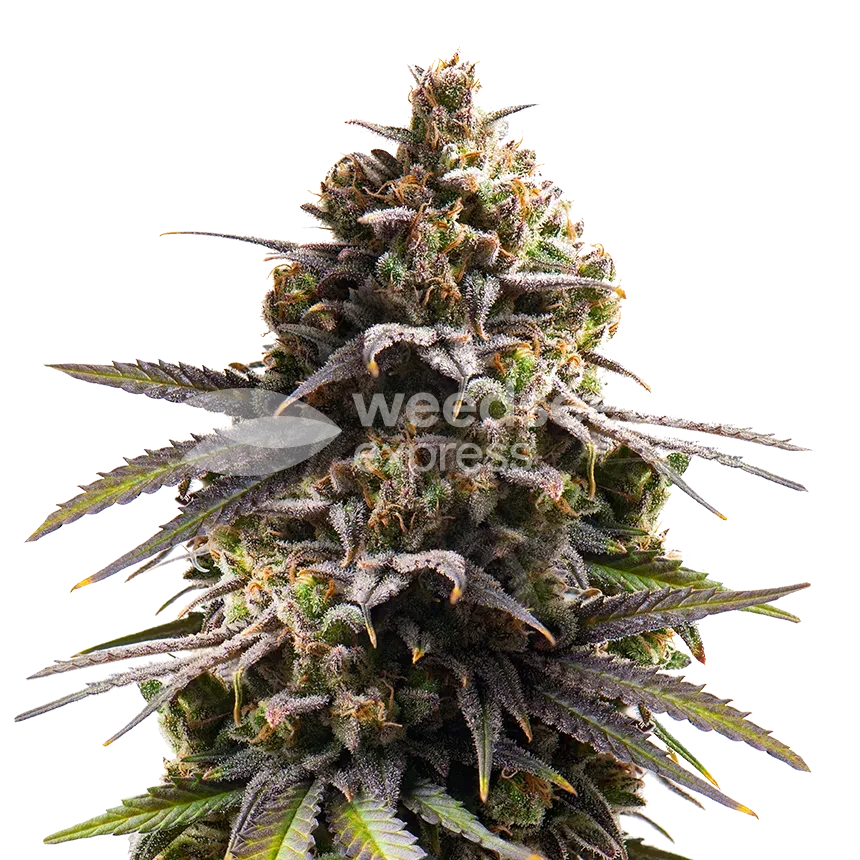 Purple Punch Fotoperiode Pflanze
