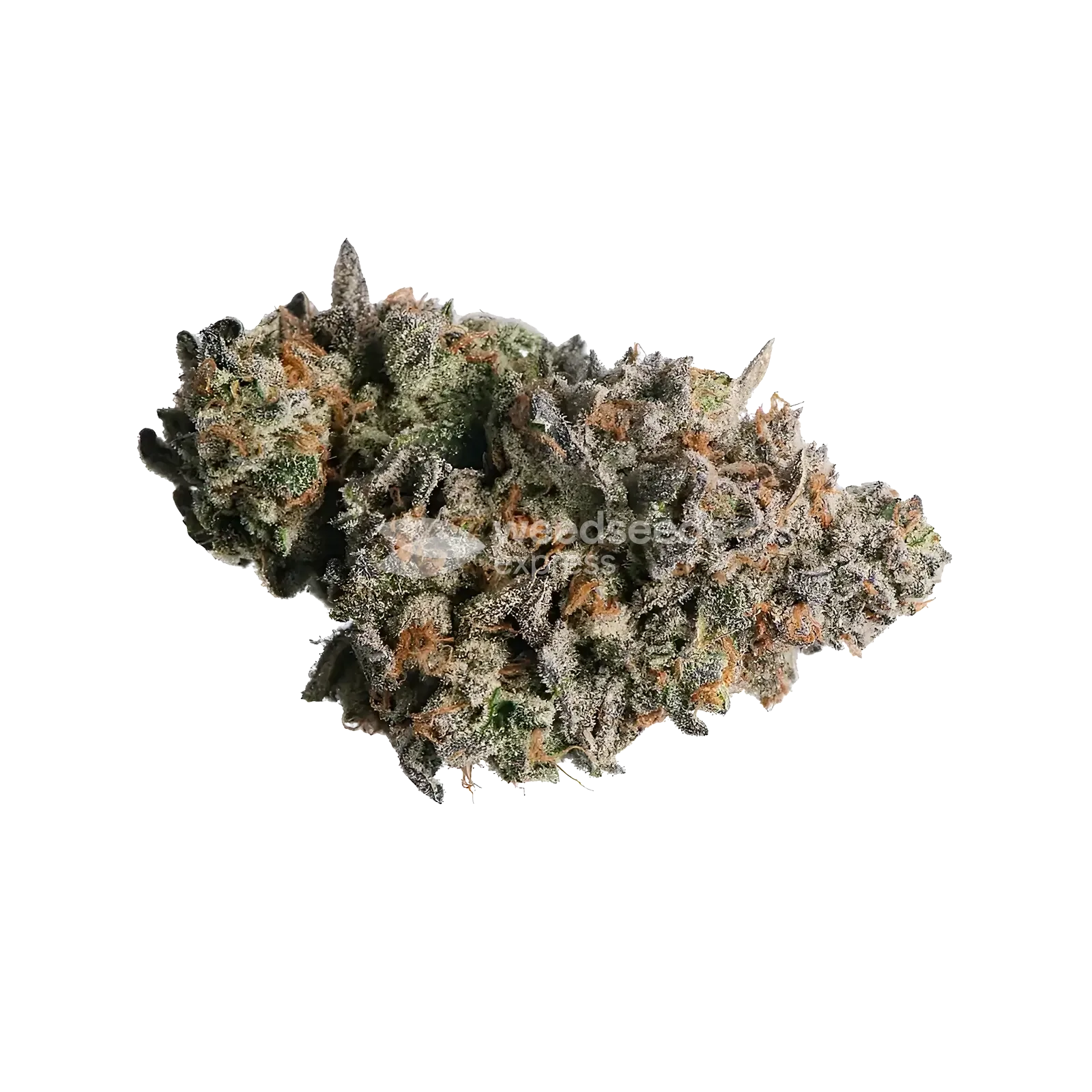 Rainbow Belts Bud