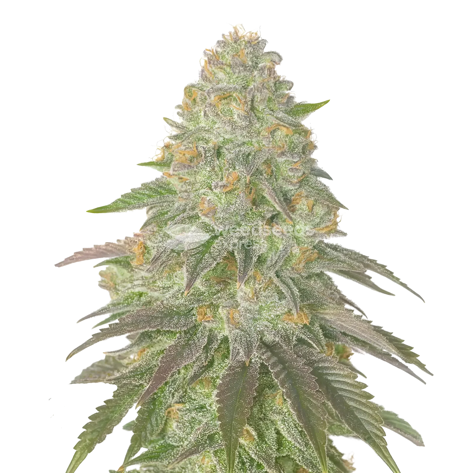 Rainbow Belts Cannabis Plant