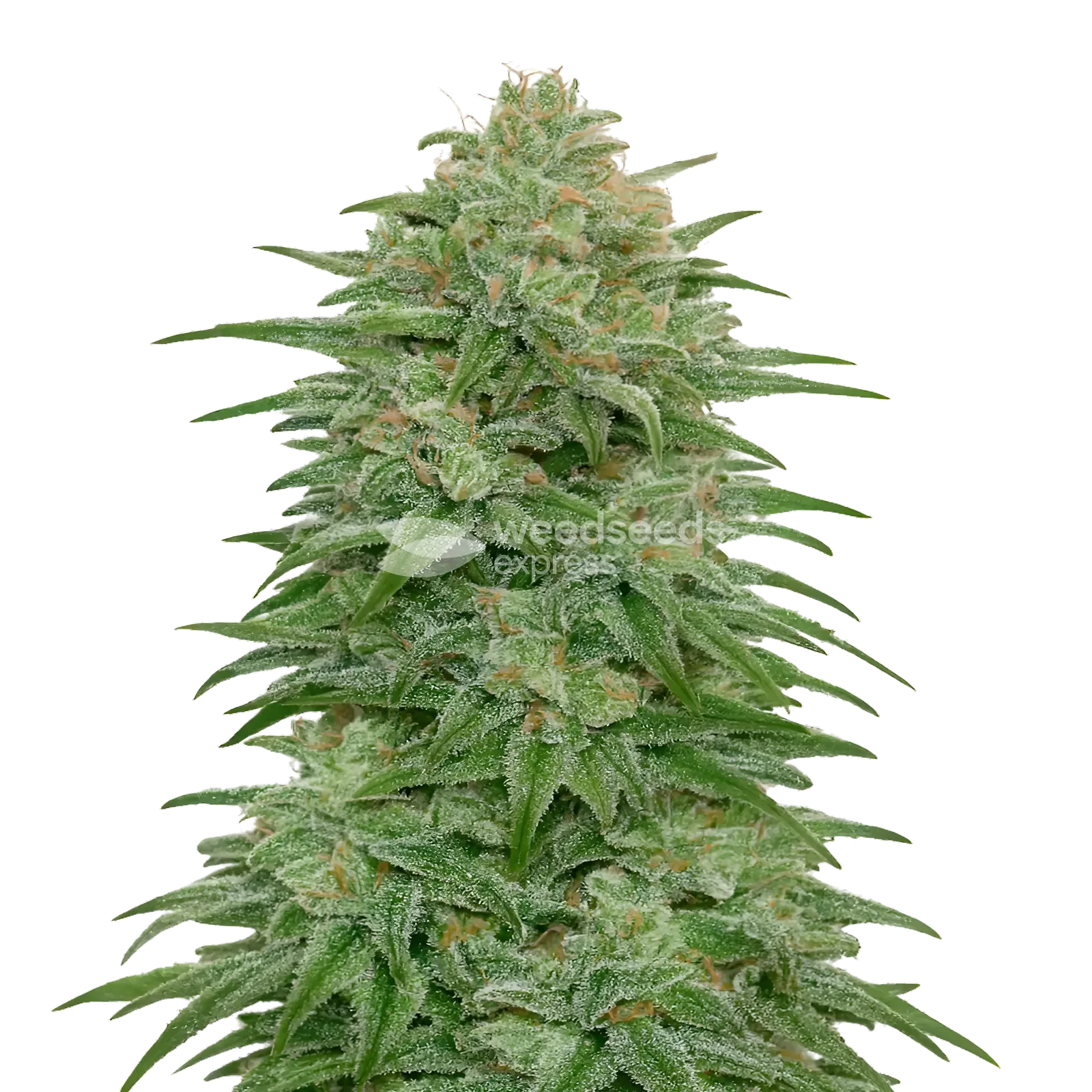 Romulan Cannabis Plant