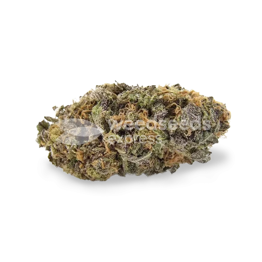 Tête de cannabis Sirius Black