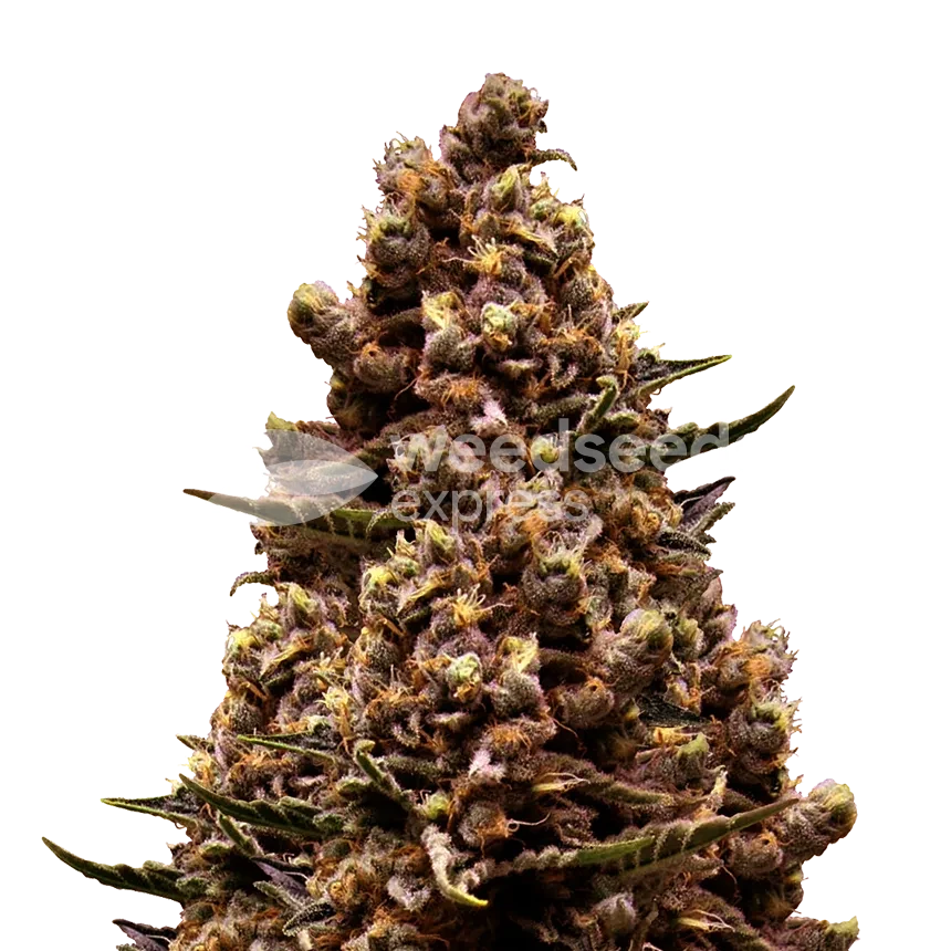 Plante Sirius Black