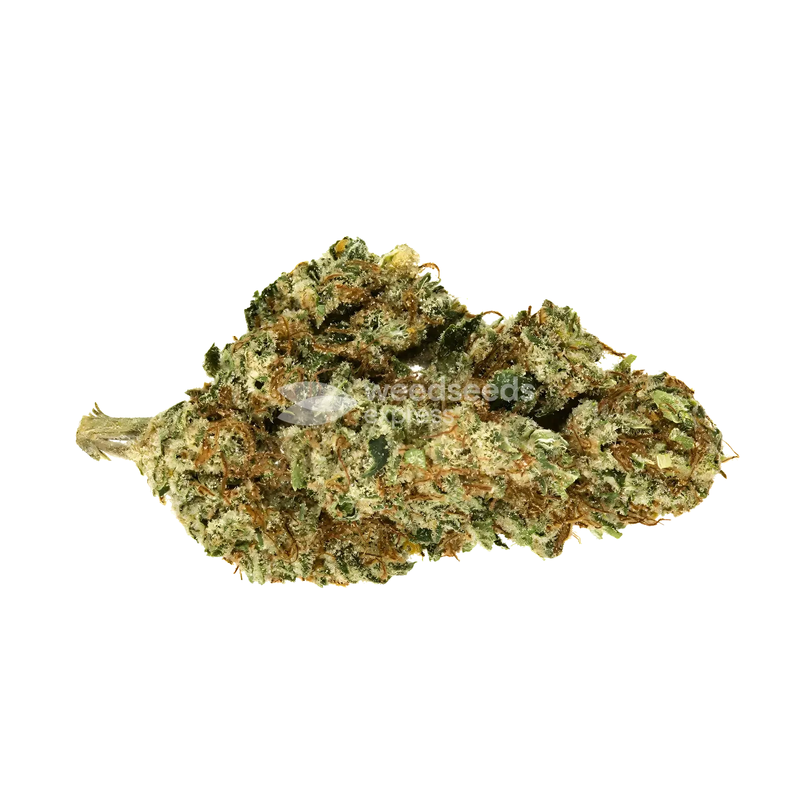 skunk-1-bud.webp