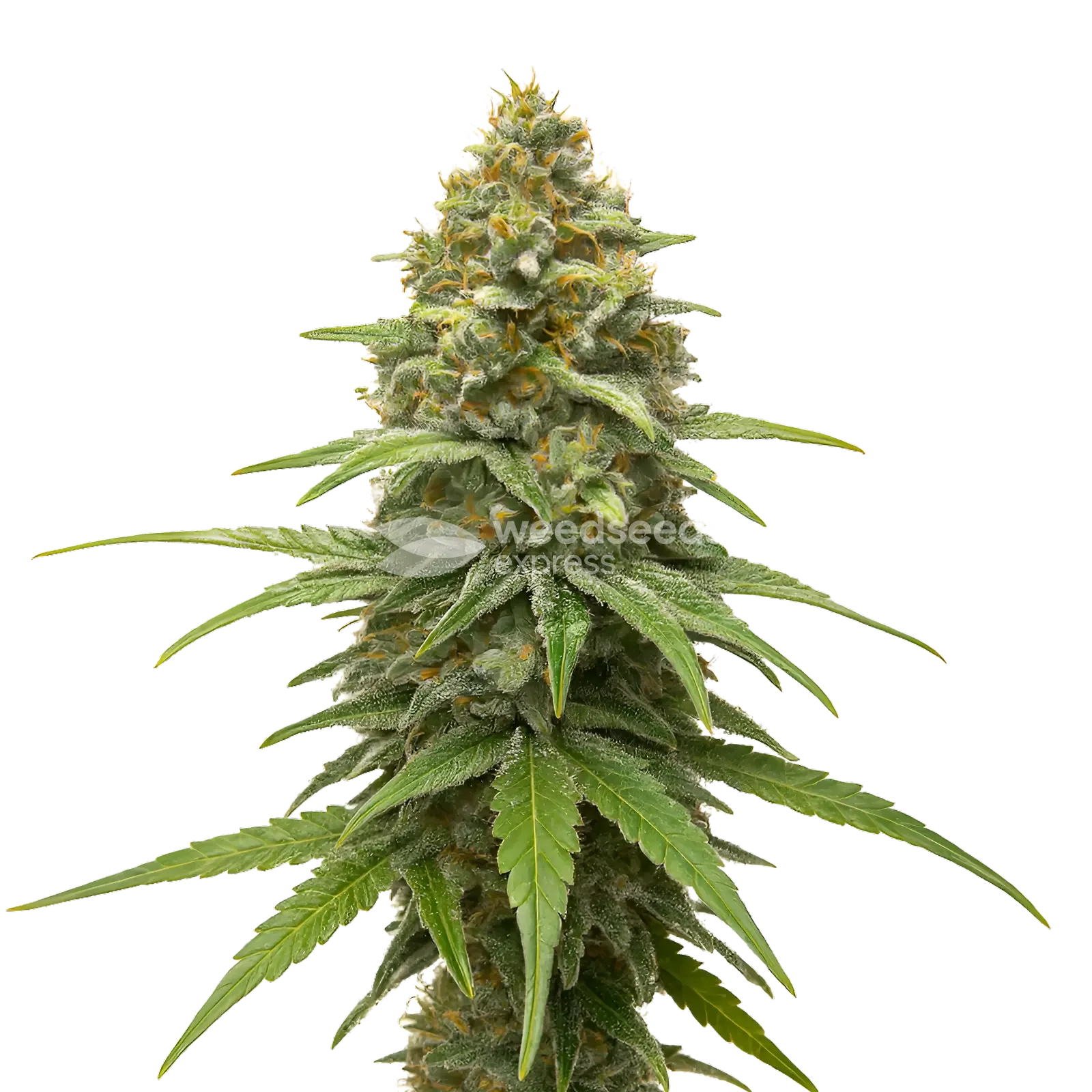Skunk #1 Cannabis Plant