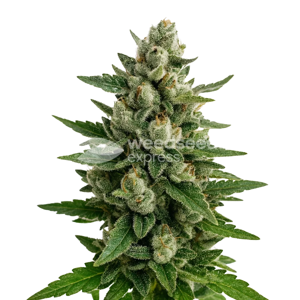 Skywalker OG Autoflower Pflanze