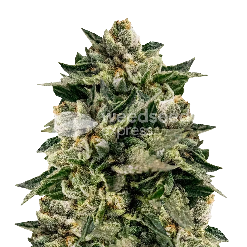 Skywalker OG Fotoperiode Pflanze