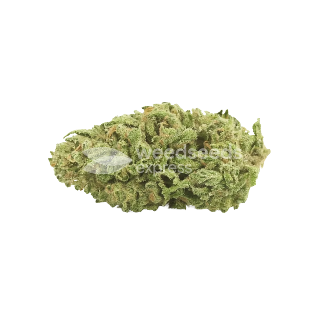 lowryderAutoflower Cannabis Bud