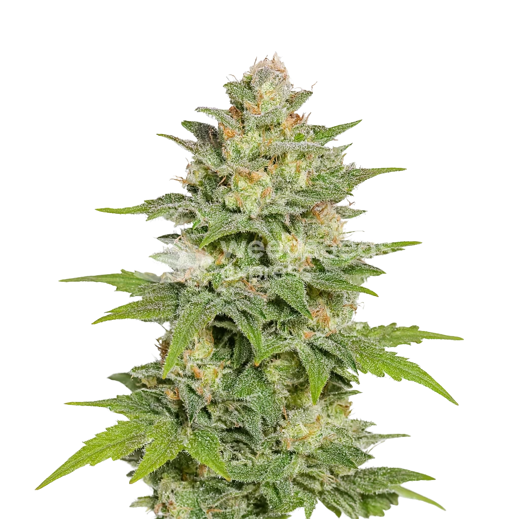 Sleepy Joe Autoflower Plant