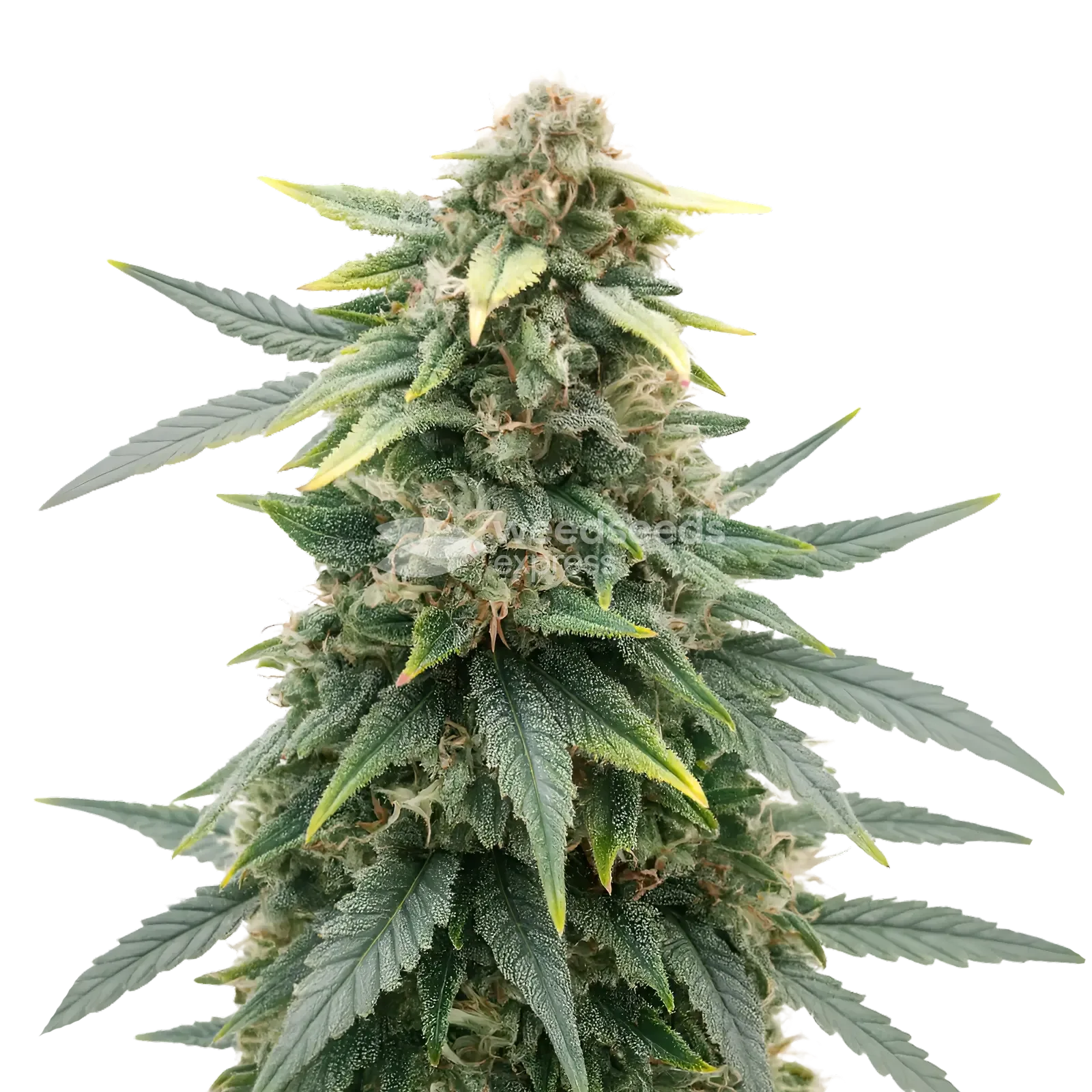 Slurricane Cannabis Plant