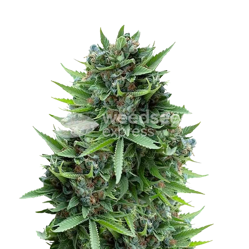 Sour Diesel Plant