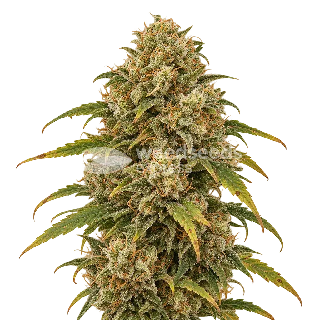 Sour Kush Plant