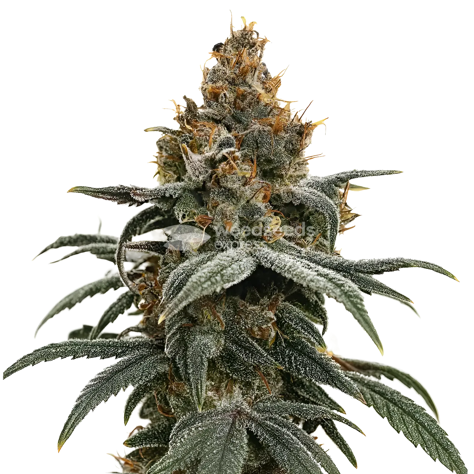 Sundae Driver Cannabis Plant