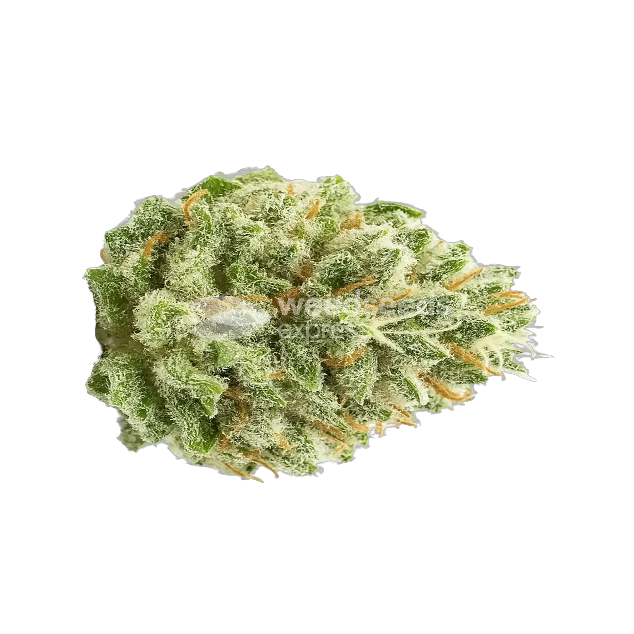 Super Boof Autoflower Cannabis Bud