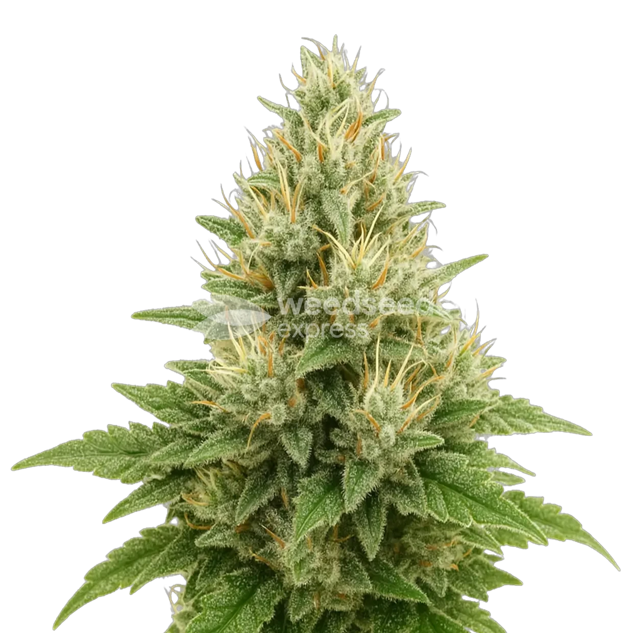 Super Boof Autoflower Plant