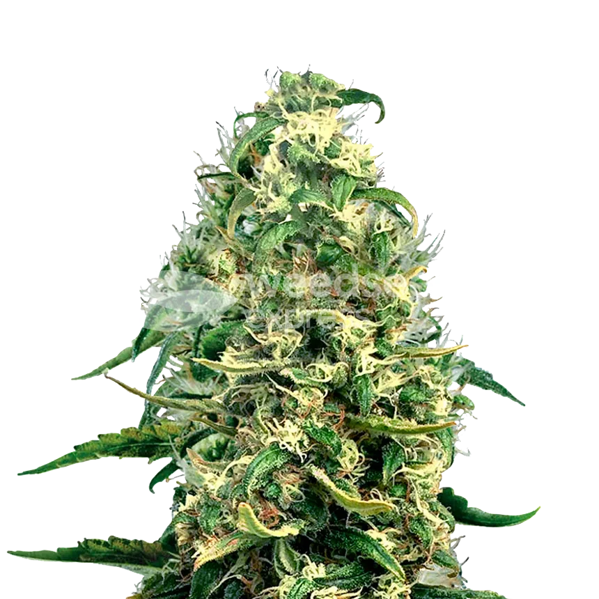 Super Silver Haze Plant