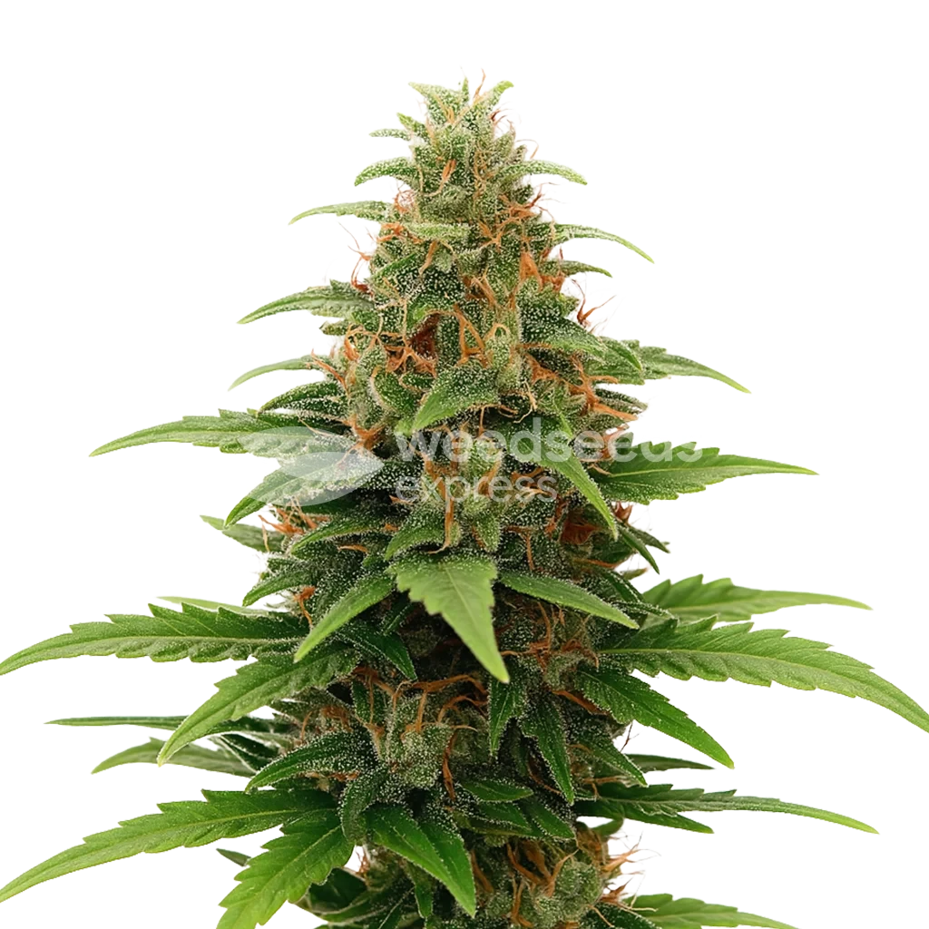Tangerine Dream Autoflower Seeds - WSE