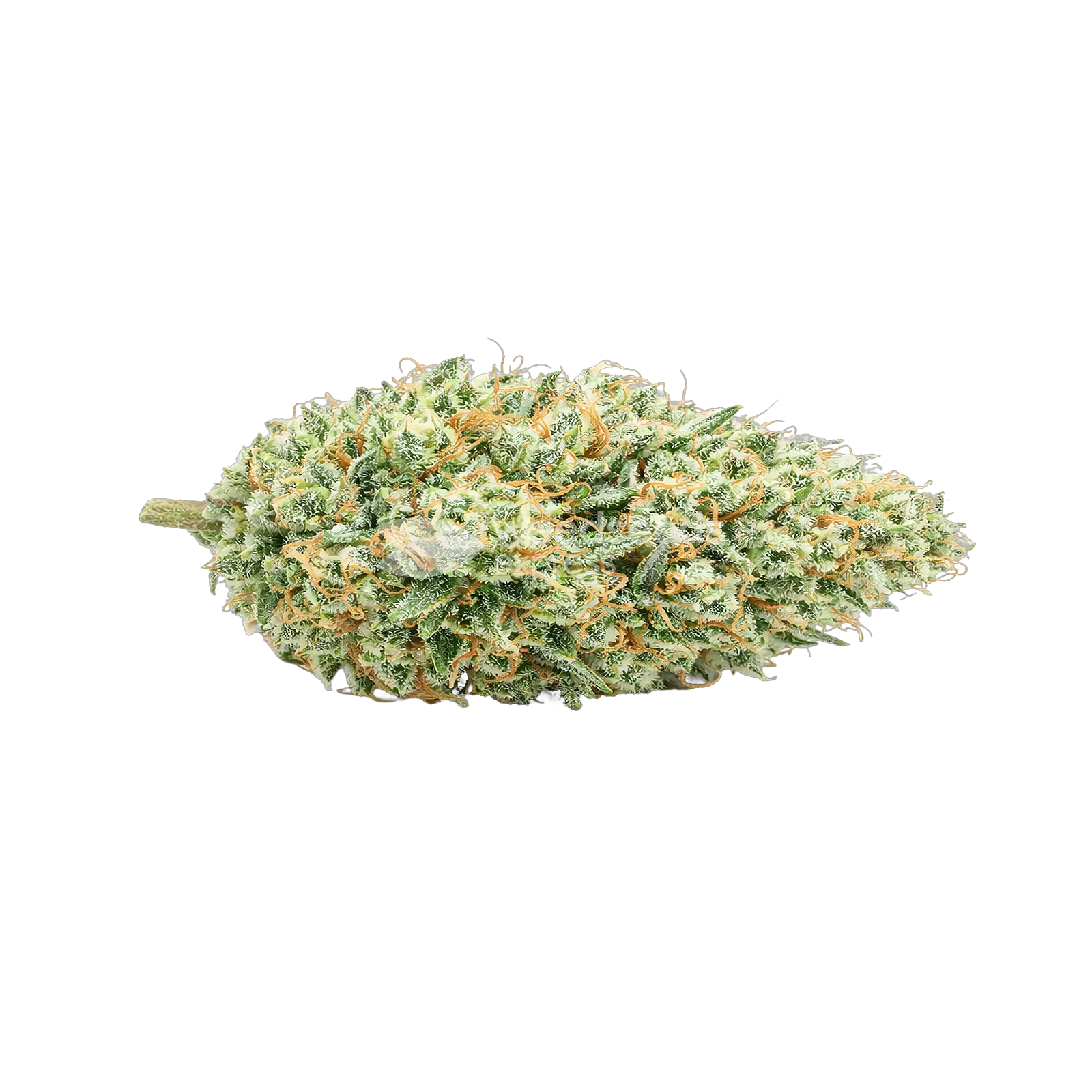 Tetra Express Autoflower Cannabis Bud