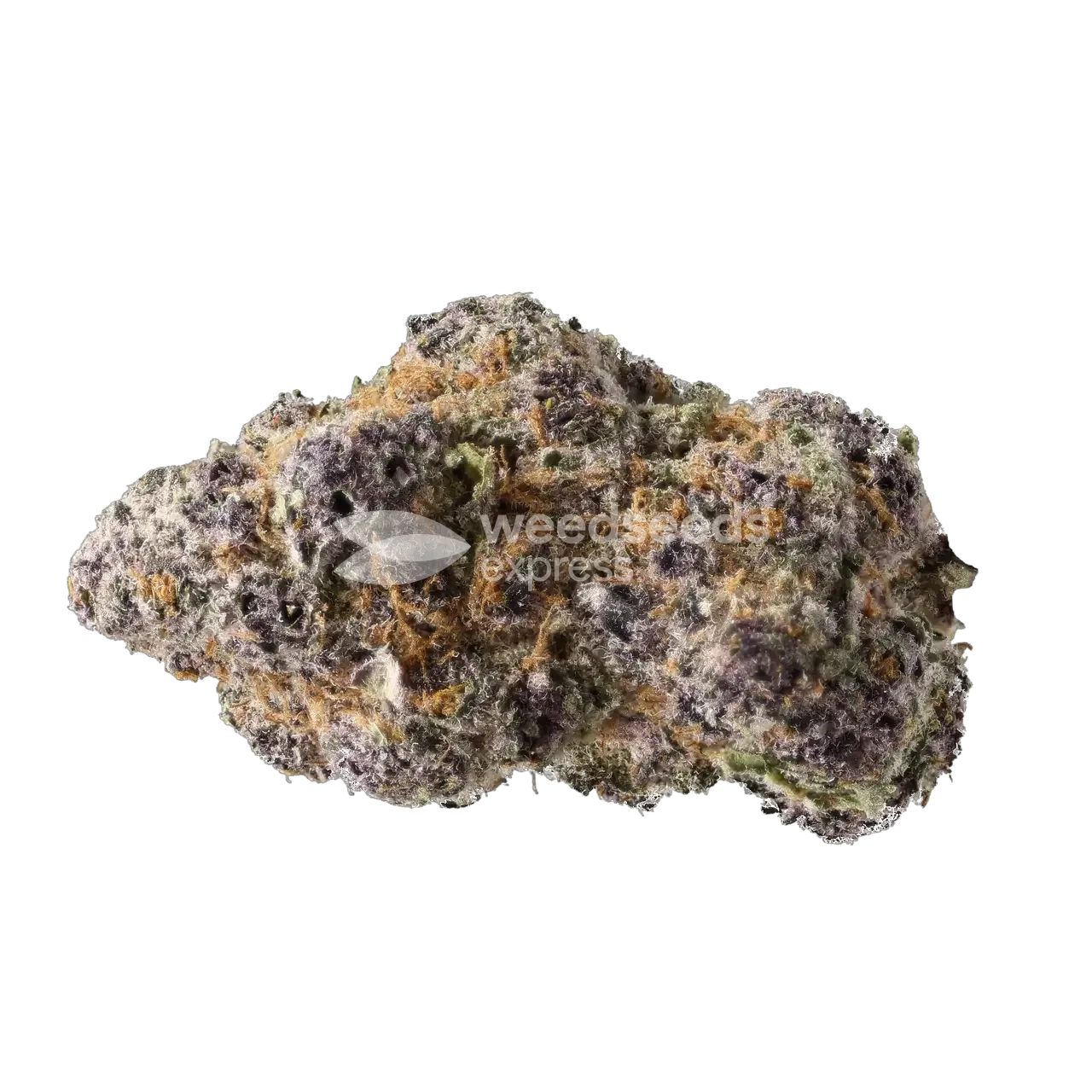 Tropicana Cherry Bud
