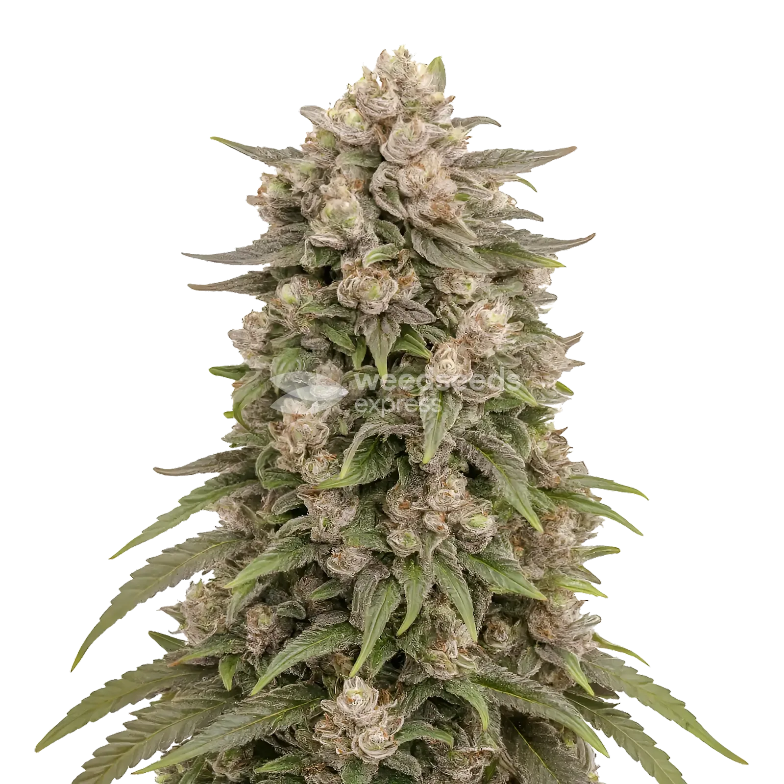 Tropicanna Cherry Cannabis Plant
