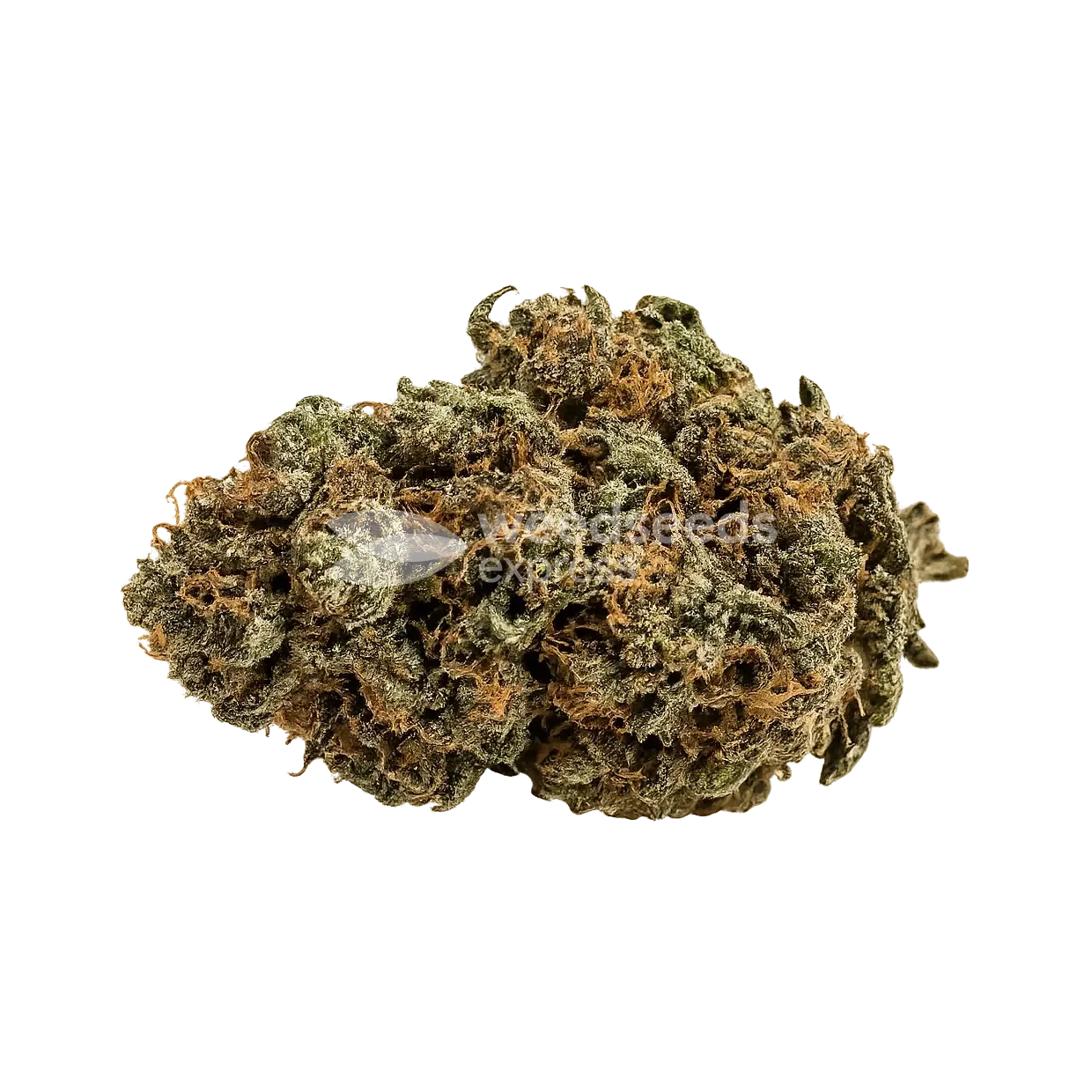 Watermelon Zkittlez Bud