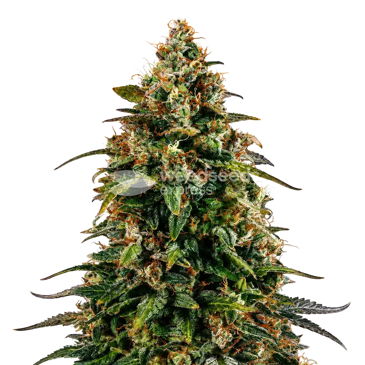 Watermelon Zkittlez Plant