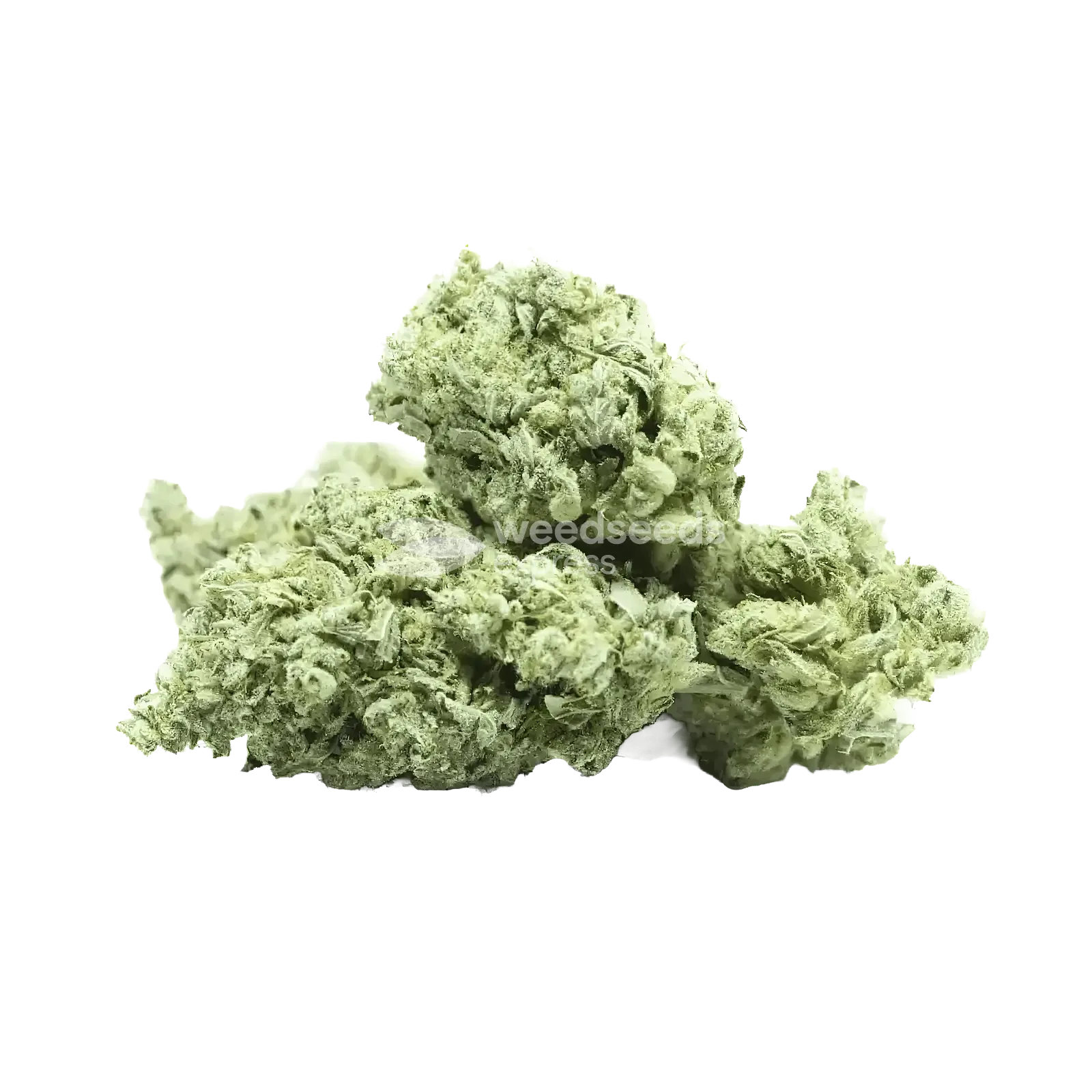White Truffle Bud