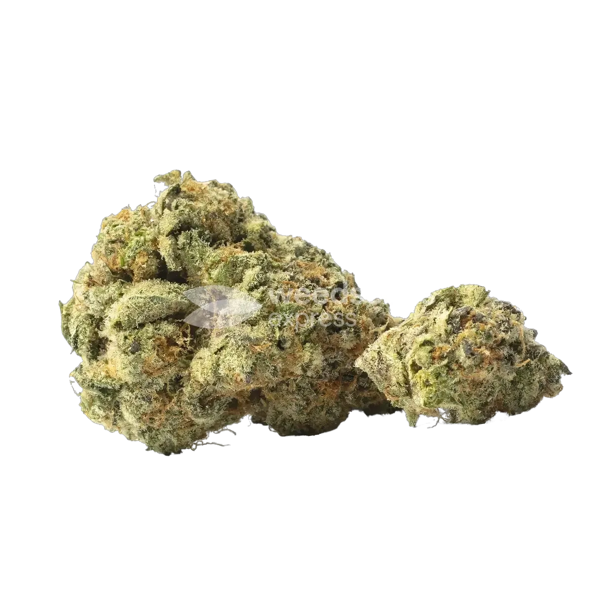 Yumboldt Banana Auto Bud