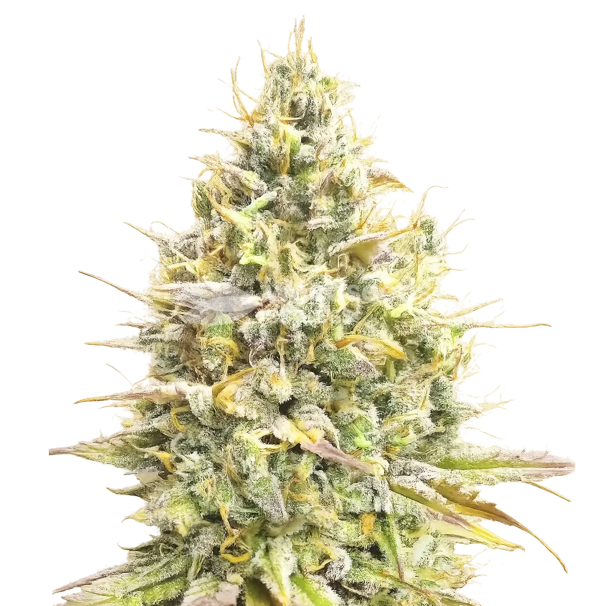 Yumboldt Banana Plant