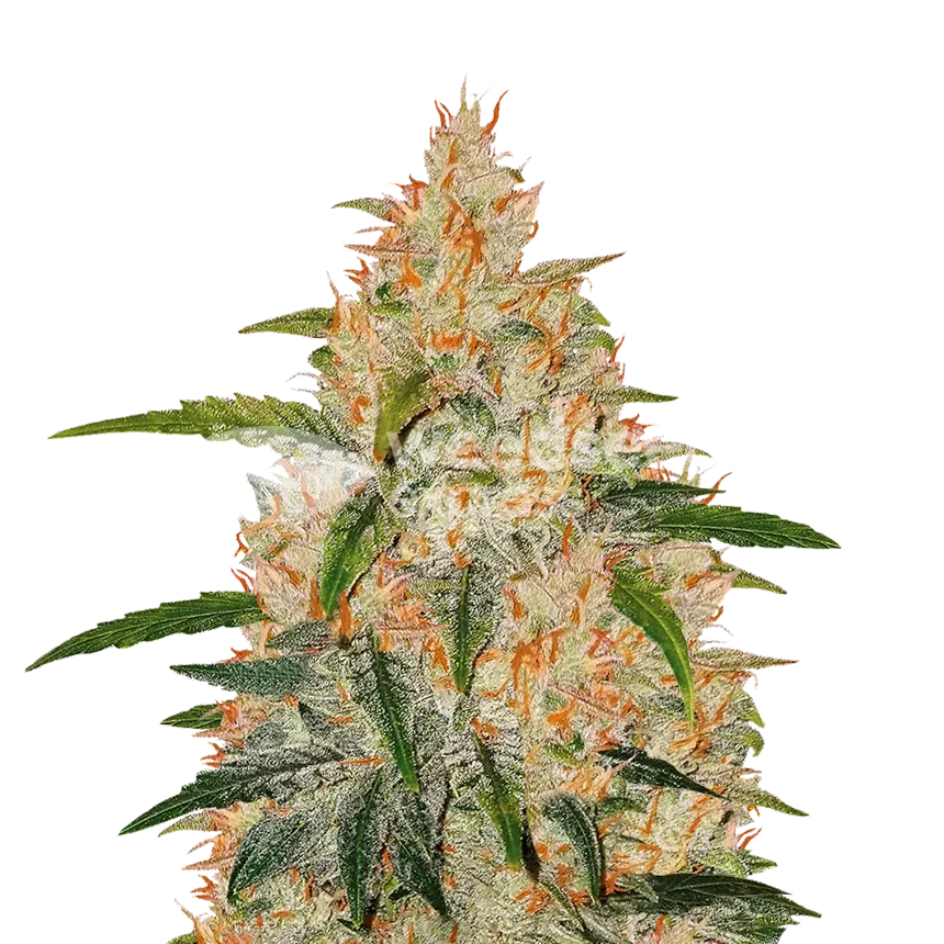 Zkittlez Autoflower Pflanze