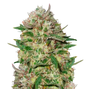 24K Gold cannabis plant