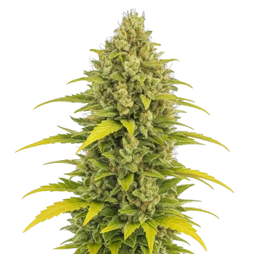 Acapulco Gold Auto cannabis plant