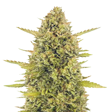 Acapulco Gold