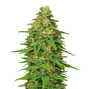 ACDC Auto cannabis plant