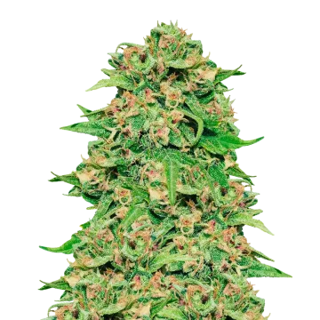 ACDC Cannabispflanze