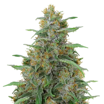 Adrenaline OG cannabis plant