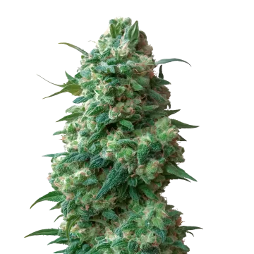 Afghan Kush cannabis plant