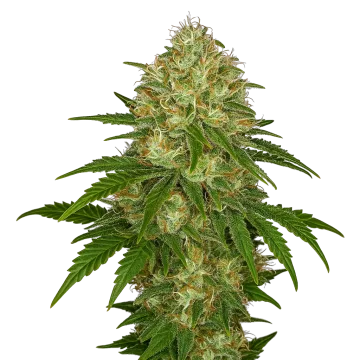 Afghani Auto cannabis plant
