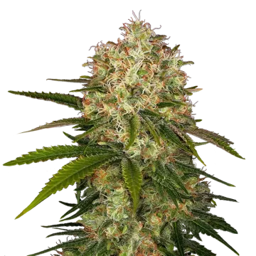 Afghani cannabis plant