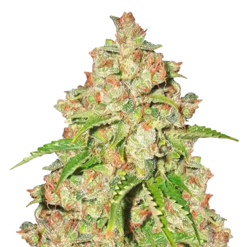 Agent Orange