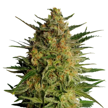 AK-47 cannabis plant