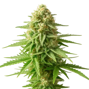 AK-48 Auto