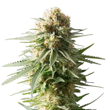 AK-48 cannabis plant